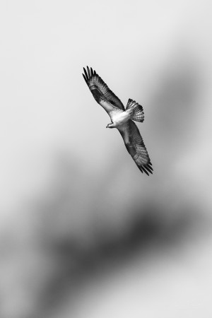 Balbuzard pêcheur